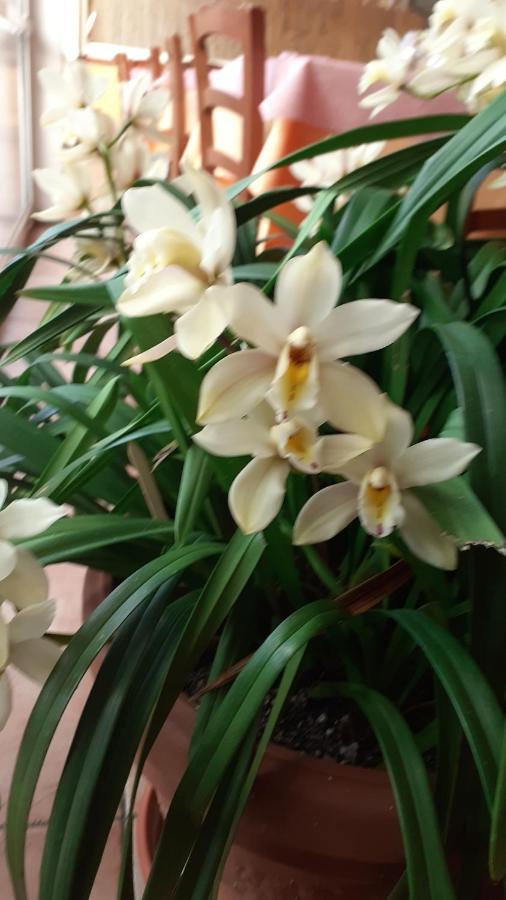 Nonna Lory Bed and Breakfast Pietrasanta Buitenkant foto